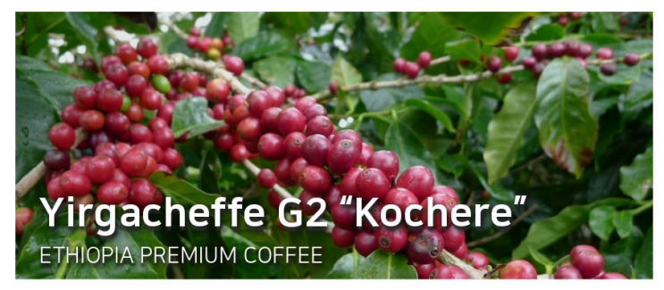  [Premium]Ethiopia Yirgacheffe G2 Kochere