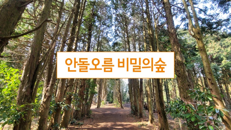  제주 안돌오름 비밀의숲에서 공중부양하다