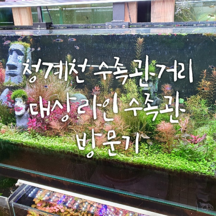 동대문 청계천 수족관 거리 대상라인 수족관에서 애플스네일 샀어요~!