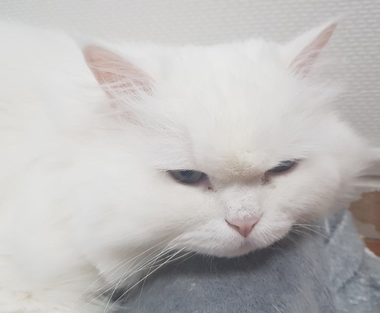  고양이 치매와 자주 나타나는 증상