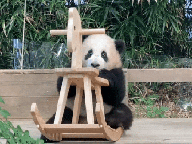 우당탕 푸바오