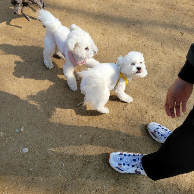  서울 애견운동장, 보라매공원 반려견놀이터 (보라매공원주차장이용팁)