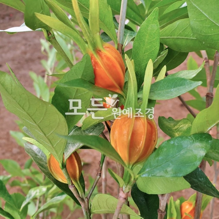 선호도 높은 모든원예조경 치자나무 묘목(열매치자) 결실주 분묘 ··· 선호도 높은 모든원예조경 치자나무 묘목(열매치자) 결실주 분묘 ···