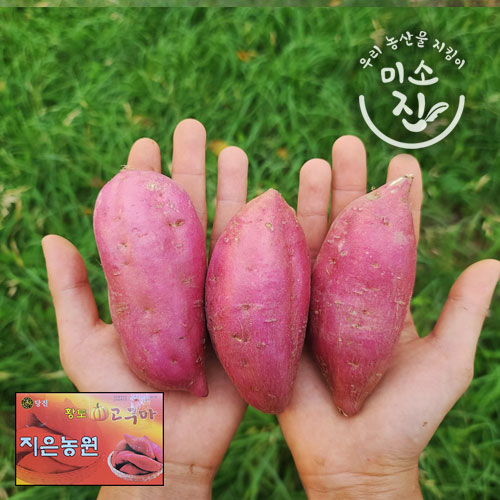 의외로 인기있는 지은농원 베니지민 호박고구마 (사이즈별) 100%리콜제 3kg 5kg 10kg, 한입3kg 추천합니다 의외로 인기있는 지은농원 베니지민 호박고구마 (사이즈별) 100%리콜제 3kg 5kg 10kg, 한입3kg 추천합니다