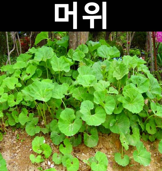 인기있는 머위(식용) 포트/봄꽃/야생화/지피식물 ··· 인기있는 머위(식용) 포트/봄꽃/야생화/지피식물 ···