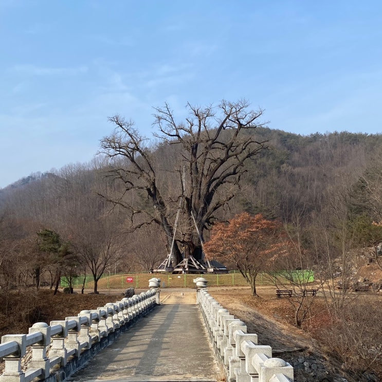  [일상] 안동 2박 3일 여행 - 하회마을, 안동 찜닭, 군자마을, 도산서원, 묵계서원, 용계의 은행나무 등