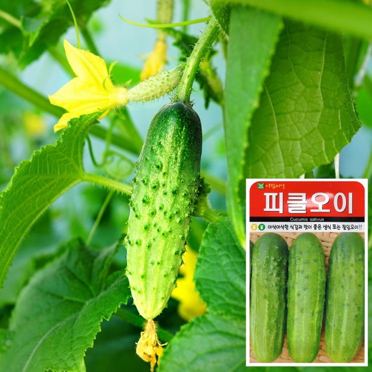 리뷰가 좋은 피클오이 씨앗 (50립), 단품 추천해요 리뷰가 좋은 피클오이 씨앗 (50립), 단품 추천해요