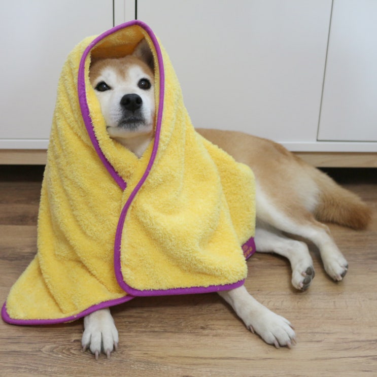  댕댕이 목욕할땐 펫타올 필수