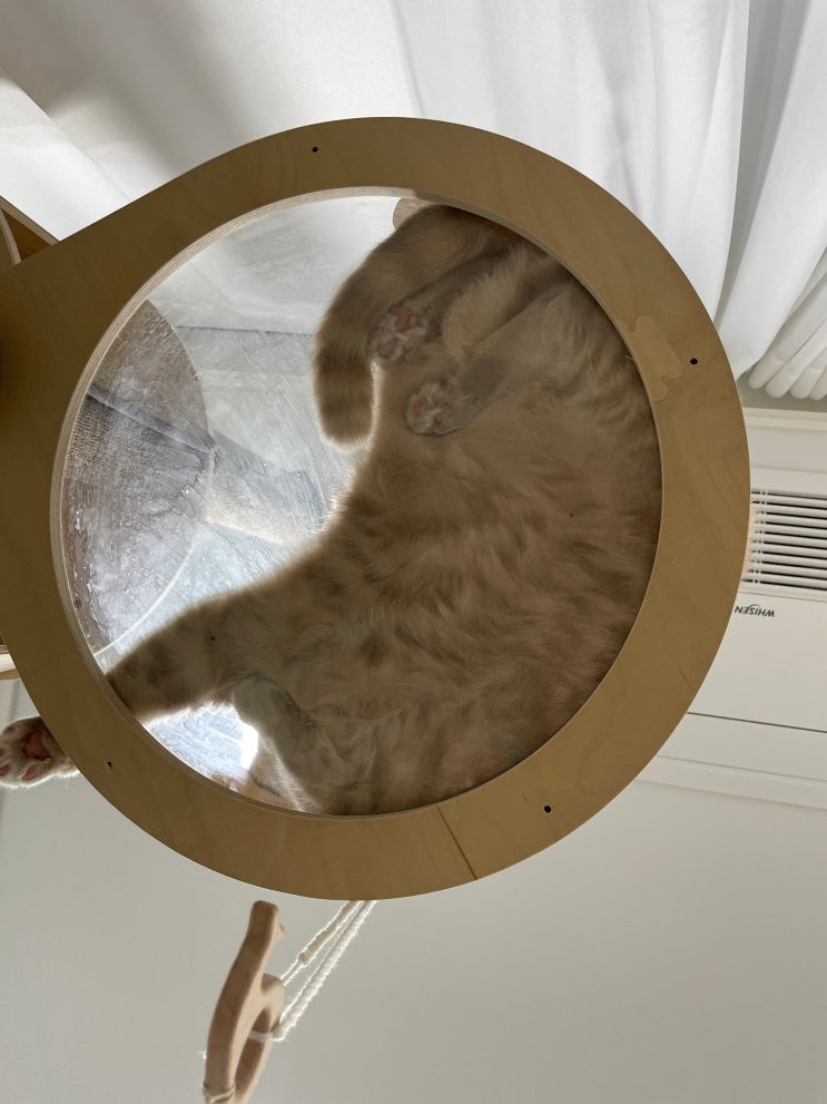  고양이 사료 보관 통, 고양이 사료 추천
