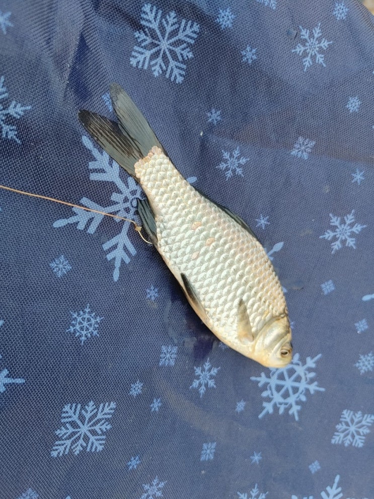  해빙기 청라~