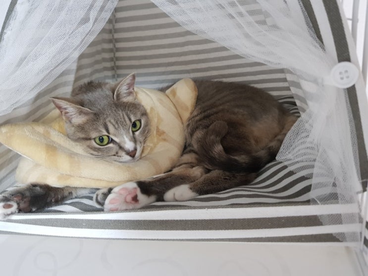  [내돈내산] 미즈펫 강아지 고양이 넥카라 추천!
