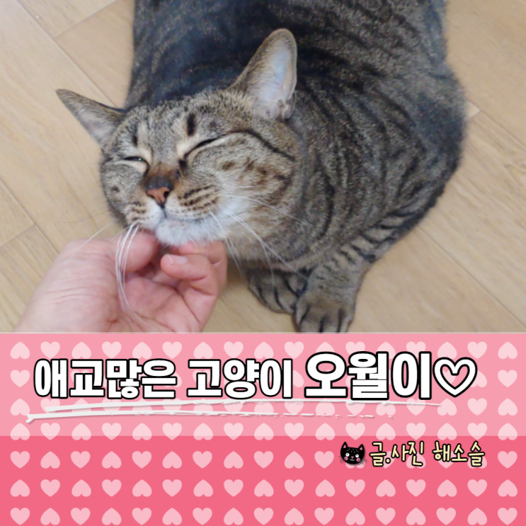  엄마에게만은 애교 많은 고양이 오월이