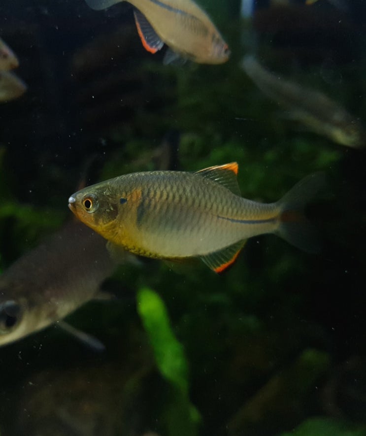  각시붕어(Rhodeus uyekii MORI)