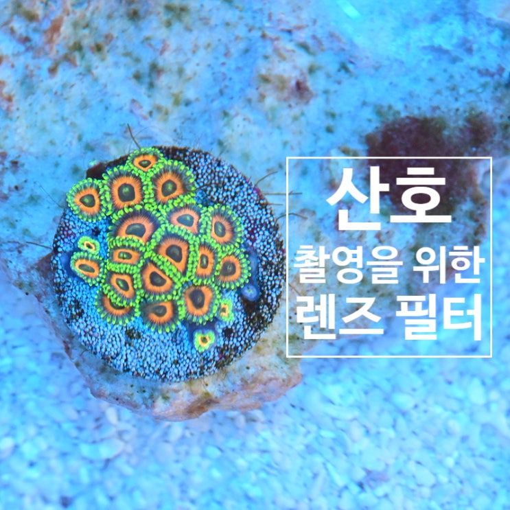  산호 촬영 필터를 사용하여 산호를 화려하게 찍어보자~