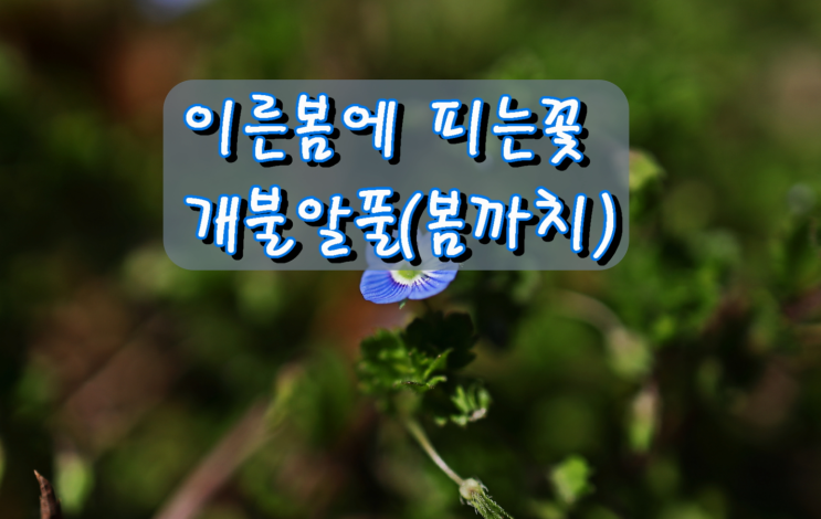 이른봄에 피는꽃, 개불알풀(봄까치) 이른봄에 피는꽃, 개불알풀(봄까치)