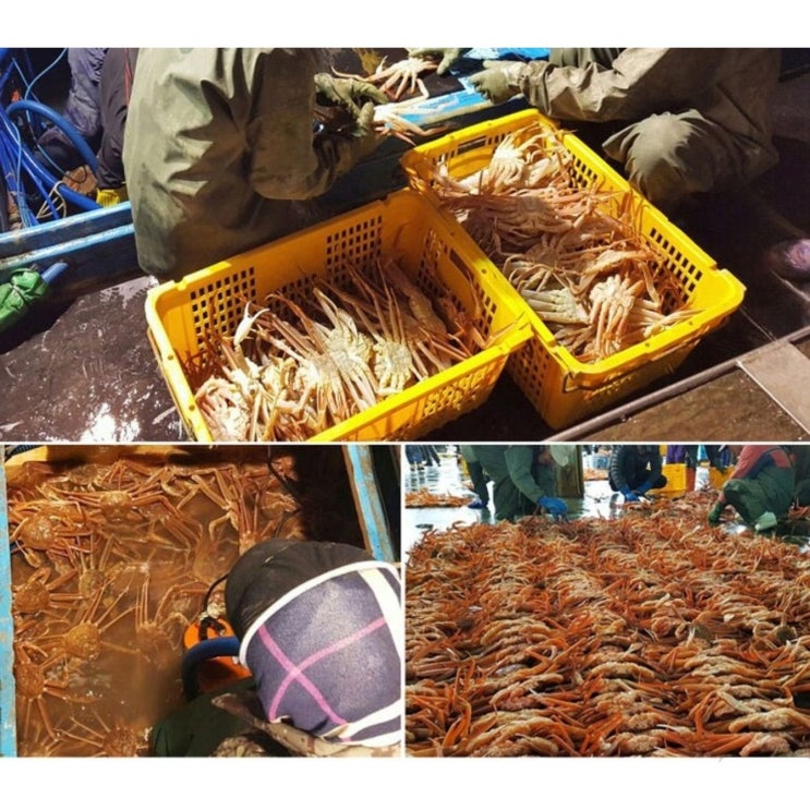 후기가 정말 좋은 영덕대게(크라운 수산) 수율70~80%당일바리 산지직송 입니다.살아서움직이는 대게입니다., 10마리 ··· 후기가 정말 좋은 영덕대게(크라운 수산) 수율70~80%당일바리 산지직송 입니다.살아서움직이는 대게입니다., 10마리 ···