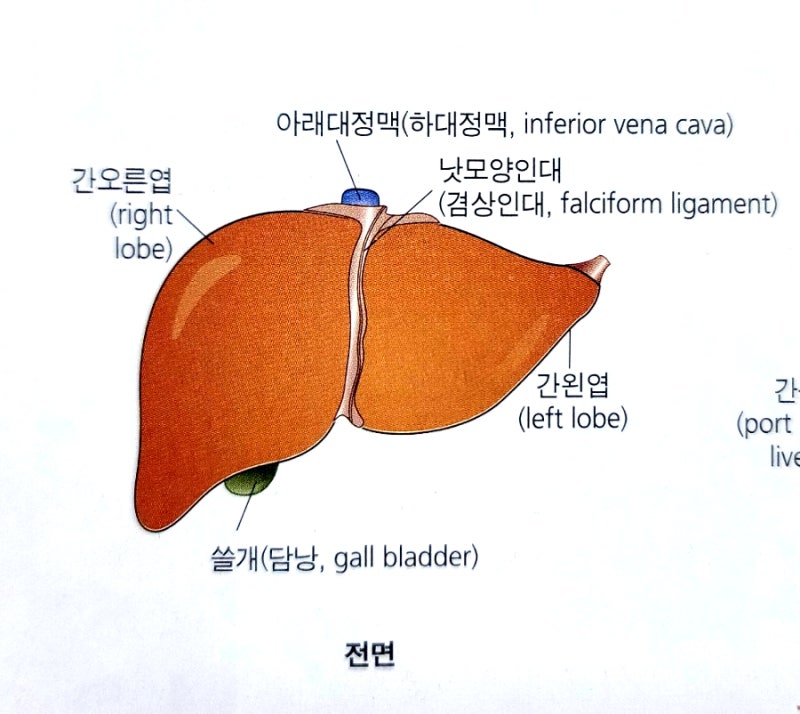 인체 구조와 기능] 위장관계(GI) *총정리 : 네이버 블로그