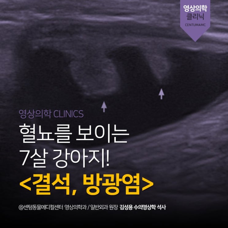  7살 강아지 혈뇨 <결석, 방광염> (부산 정밀영상검진 동물병원, 수의영상의학석사, 센텀동물메디컬센터)