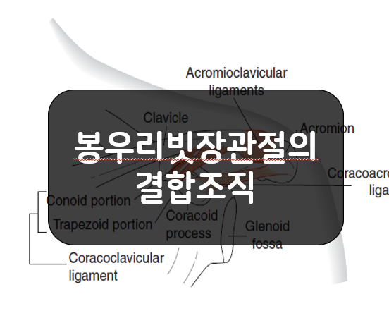  봉우리빗장관절(AC joint) 주위 결합조직들!!