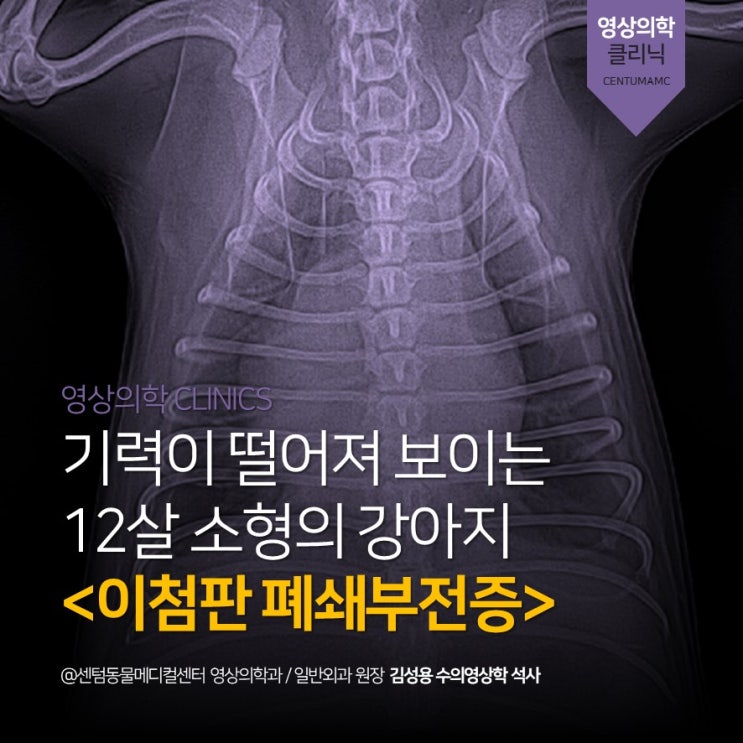  12살 노령견 기력 처짐 <이첨판 폐쇄부전증> (부산 강아지 심장 엑스레이 초음파 전문 동물병원, 센텀동물메디컬센터)
