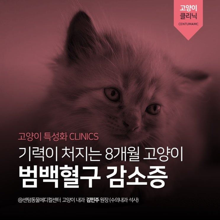 [ISFM고양이친화병원] 8개월 고양이 기력저하 <범백혈구 감소증> (파보바이러스, parvovirus, 부산 동물병원 센텀동물메디컬센터)