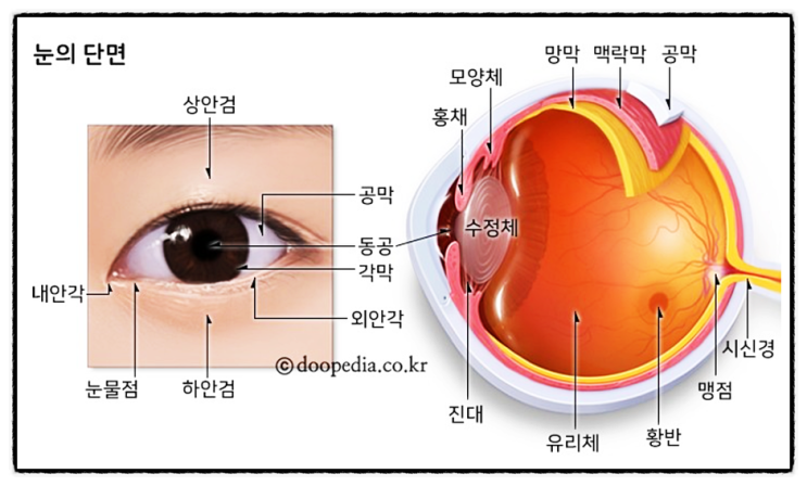 눈 눈꺼풀 눈주름 콜라겐 다크서클 림프 부종 시각 피로 황반 염증 통증 암