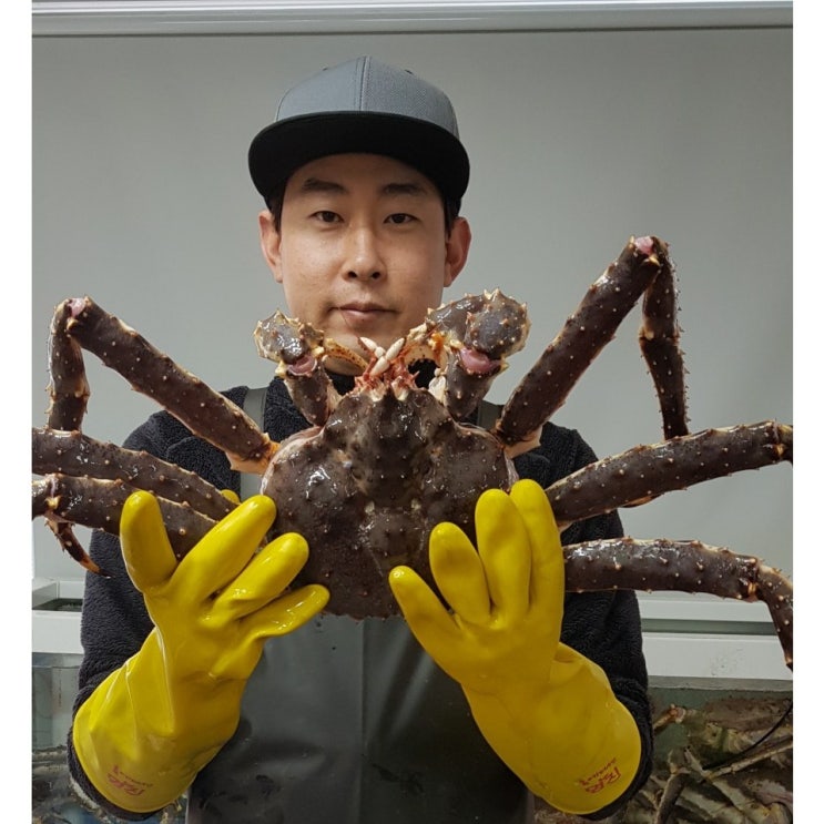 최근 많이 팔린 싱싱하게 살아가는 A급 러시아 레드/블루 활 킹크랩(홈파티 선물용 끝판왕), 2.5kg 좋아요 최근 많이 팔린 싱싱하게 살아가는 A급 러시아 레드/블루 활 킹크랩(홈파티 선물용 끝판왕), 2.5kg 좋아요