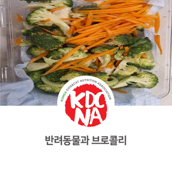  [강아지/고양이/슈퍼푸드/한국반려동물영양협회/완자애밥/광주애견수제간식/목포/순천/펫푸드자격증] 펫영양사 문정숙 강사가 알려주는 브로콜리와 영양_748