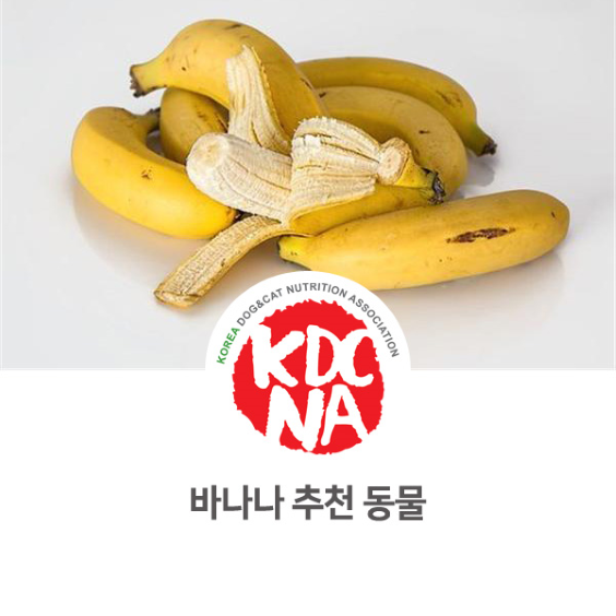  [펫푸드자격증/한국반려동물영양협회/강아지자연식/고양이/전주/대전/부산/대구/청주/펫영양사] 전주지부 반려밥상이 알려주는 바나나 추천동물_738