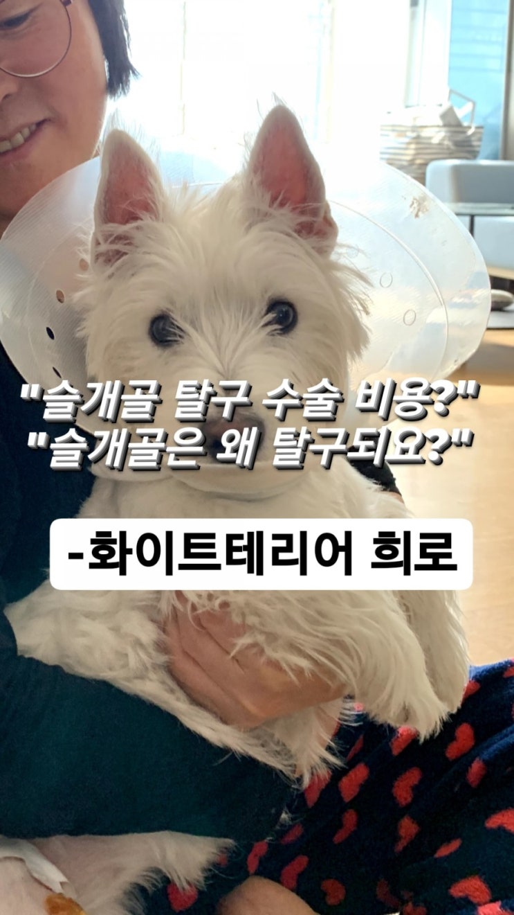  화이트테리어 희로가 슬개골 탈구가 됐어요 ㅜ -,강아지슬개골탈구수술 ,강아지슬개골탈구수술비용,웨스티,시저강아지,웨스트하이랜드화이트테리어