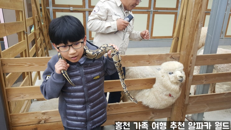 서울 수도권 근교 아이들과 가볼 만한 곳 강원도 홍천 알파카 월드 데이트하기 좋은 곳