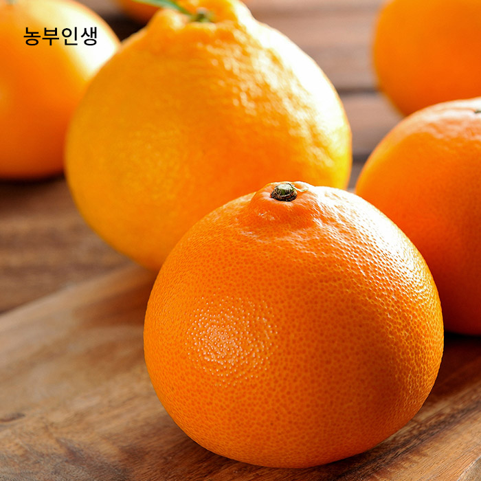 가성비 뛰어난 농부인생 달콤한 레드향, 레드향 3kg 가정용 15-22과 추천해요 가성비 뛰어난 농부인생 달콤한 레드향, 레드향 3kg 가정용 15-22과 추천해요