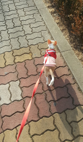  1일 1산책하는 모모의 일상 ㅋㅋㅋ