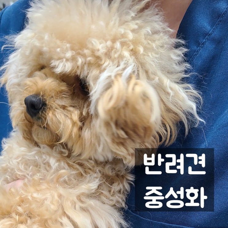  개의 중성화수술 고민중이신가요? 비용과 시기 확인