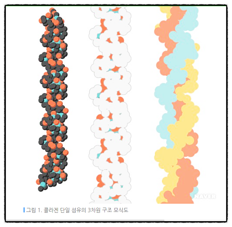 콜라겐 눈 치아 피부 아미노산 촉매 효소 혈관 탄성 혈압