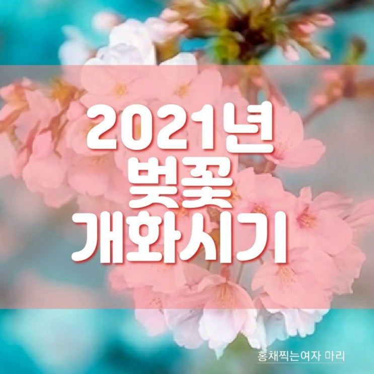  2021 벚꽃 개화시기 언제? 그리고 코로나로 인한 전국 봄꽃 축제 취소현황