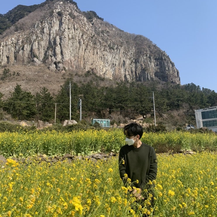  제주도 산방산 유채꽃 나들이 용머리해안