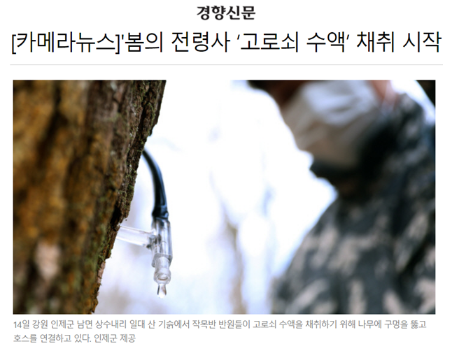  고로쇠 수액 효능·부작용, 고로쇠 나무 물 채취시기와 가격은?