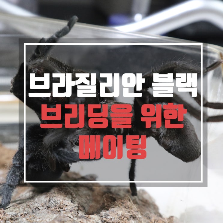  브라질리안 블랙 브리딩을 위한 메이팅