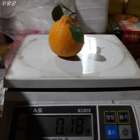  [대박할인] 제주 삼통달 한라봉 선물용 가정용 3kg 5Kg 10kg 중대과 /제주 한라봉/제주도 한라봉/제주 특산품/제주 한라봉 5kg/제주 한라봉 직거래/ 2021-02-22일자기준 29,900 원 25% 할인