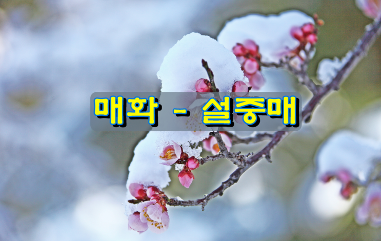 매화 - 설중매 매화 - 설중매