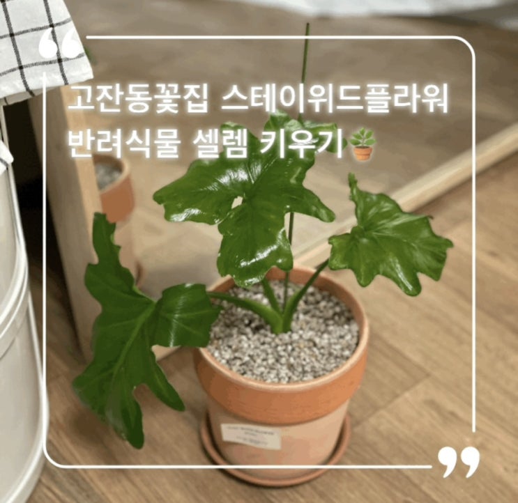  고잔동꽃집 스테이위드플라워 취미생활 반려식물 셀렘키우기