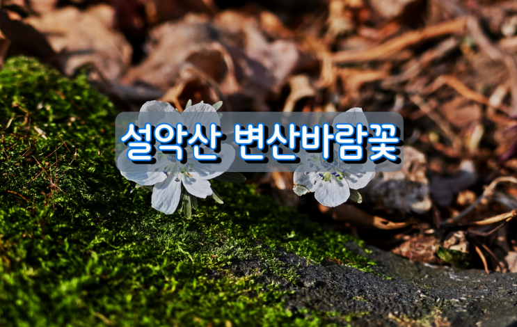 설악산 변산바람꽃