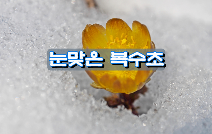 눈맞은 복수초 눈맞은 복수초