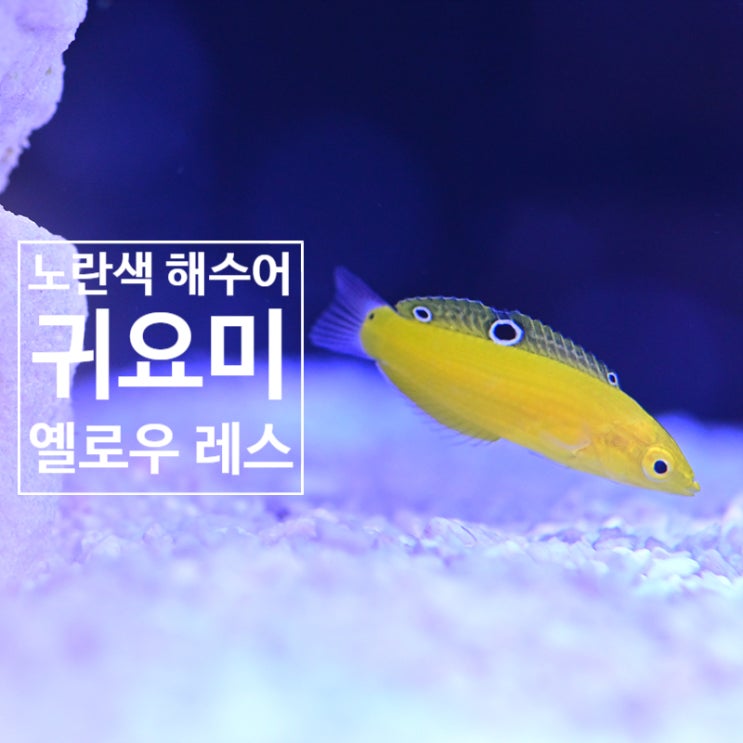  옐로우 레스 노란색 해수어의 매력에 빠지다!!!