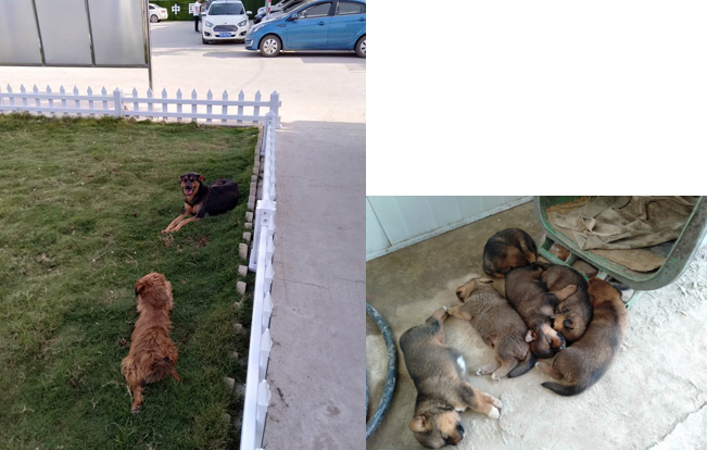 중국 주재원 일기 Day 168_정말 이런 삶이 주재원이란 말인가.... 중국 주재원 일기 Day 168_정말 이런 삶이 주재원이란 말인가....