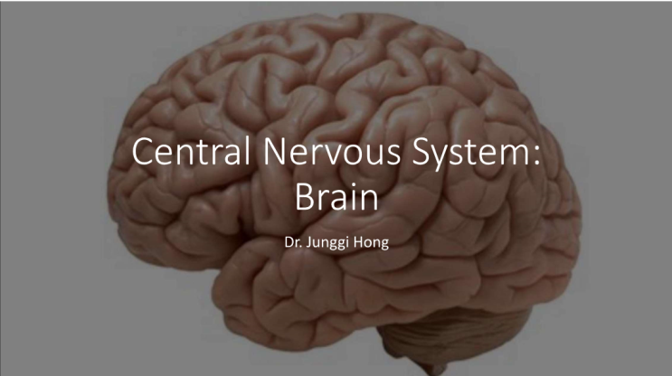 Neuroanatomy - CNS