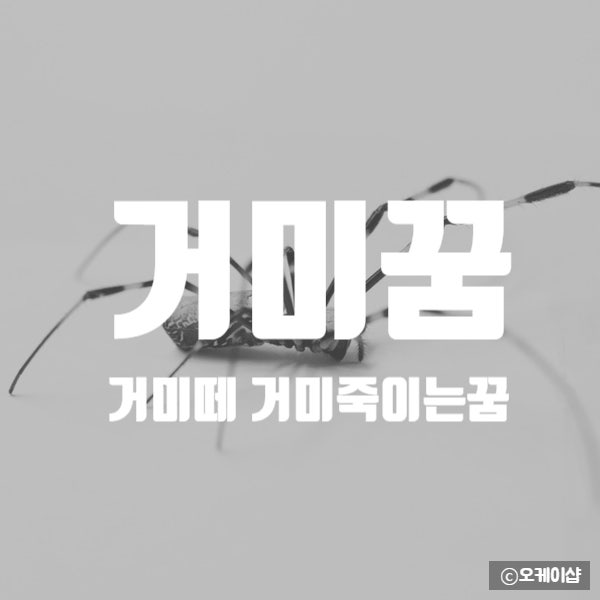 거미꿈 왕거미꿈 거미떼꿈 거미죽이는꿈 해몽