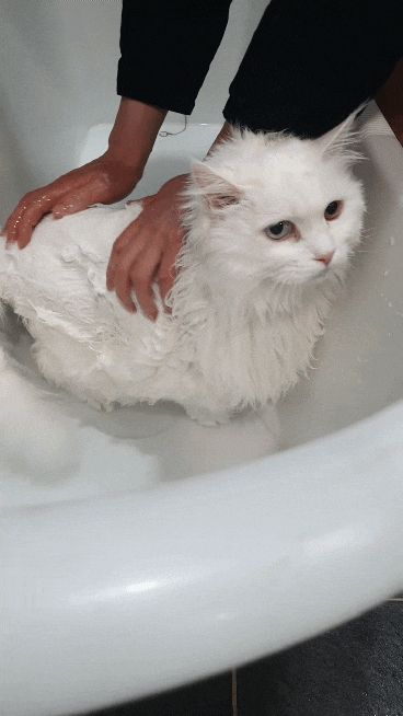  아껴주다 고양이샴푸 고양이 목욕시키기