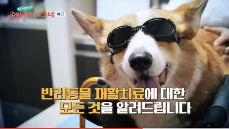  YTN 사이언스 특집 [ 애니멀 시그널 ] _ 똘이 TV 출연